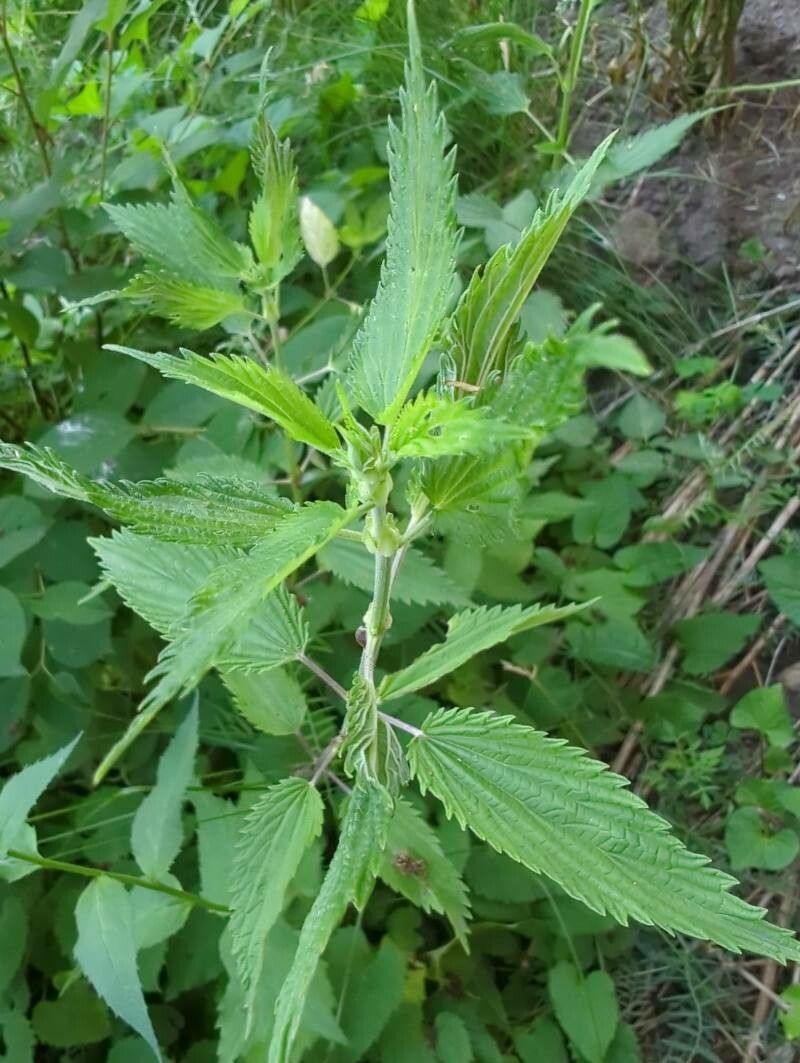 Urtica gracilis leaf