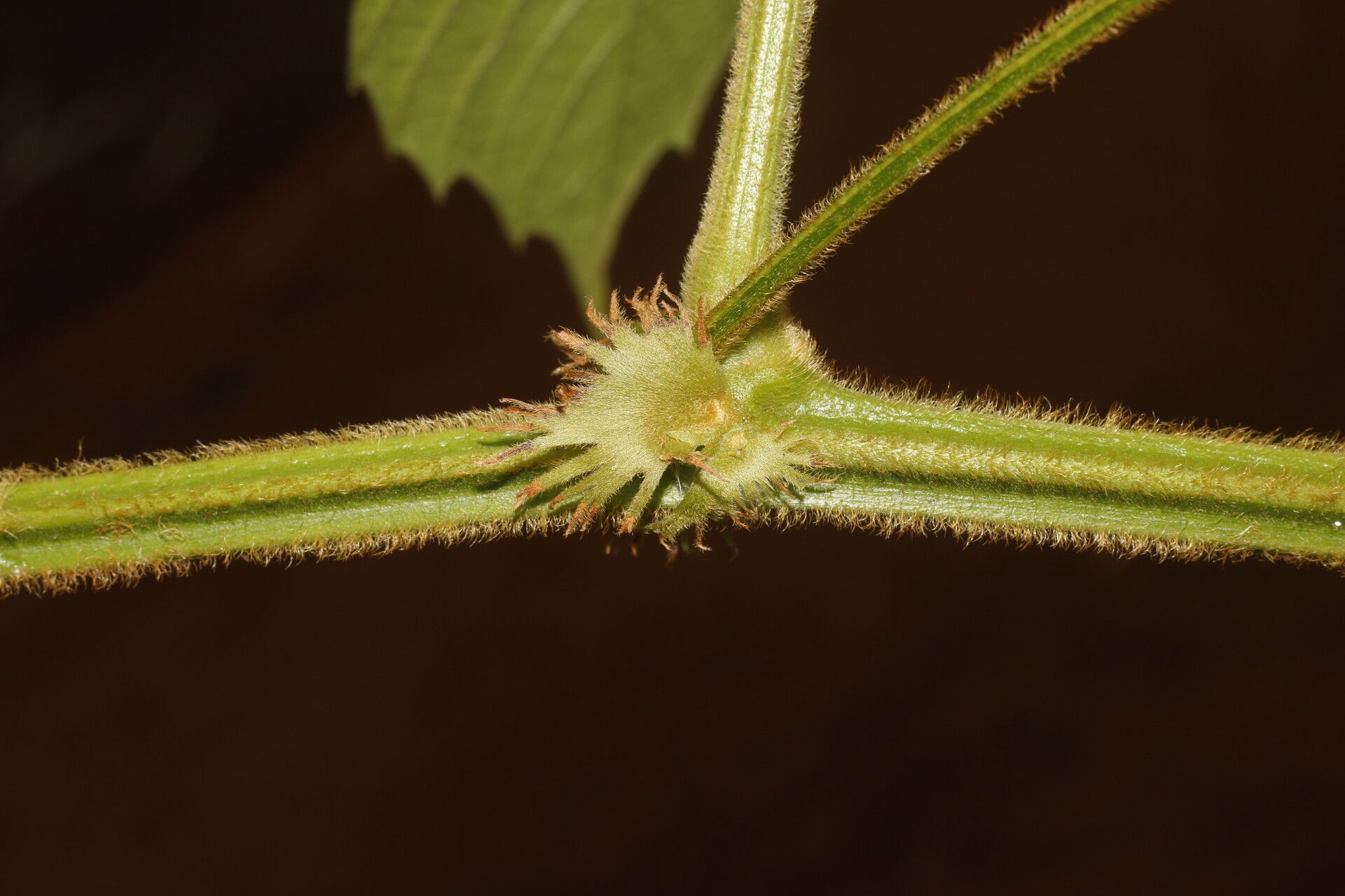 Paullinia bracteosa fruit