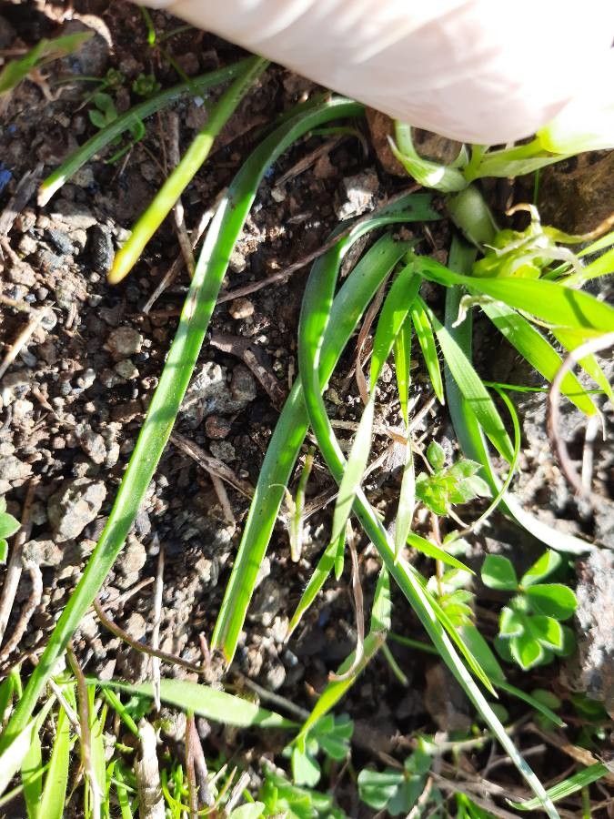 Ornithogalum exscapum leaf