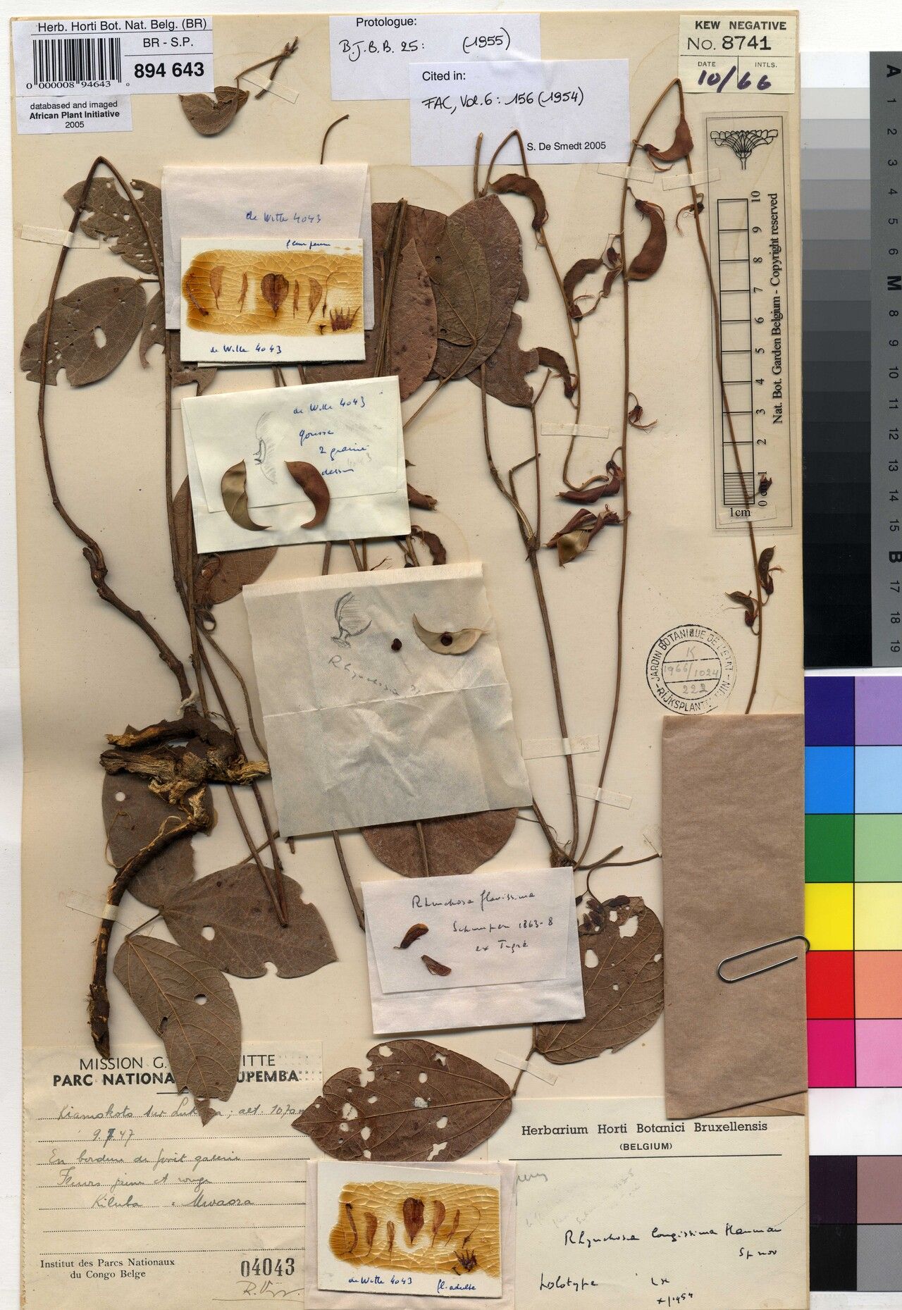 Rhynchosia longissima — houseplant care guide