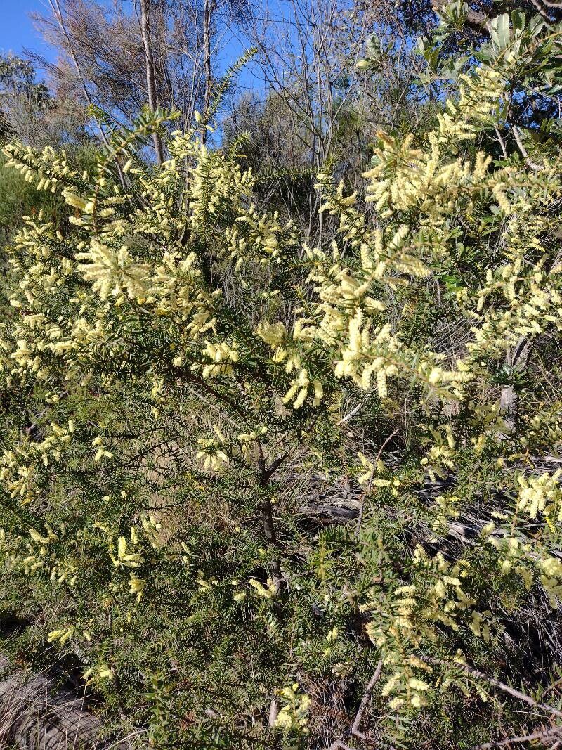 Acacia oxycedrus habit
