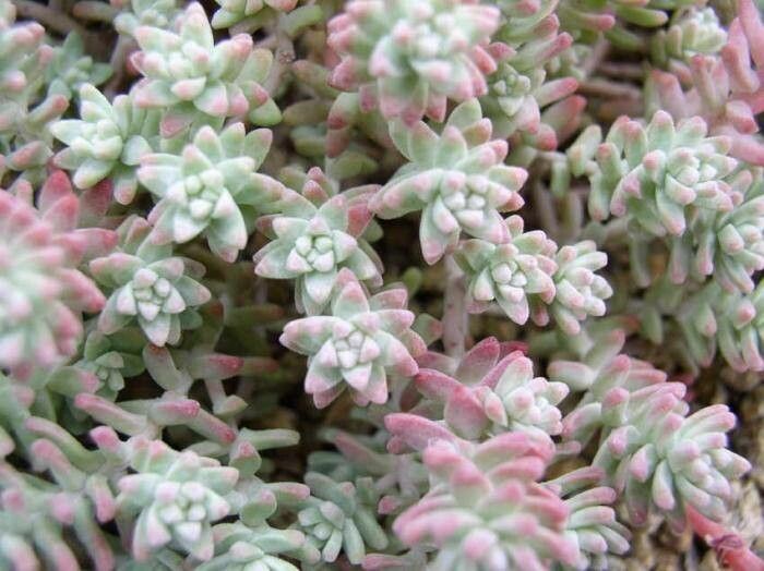 Sedum farinosum habit