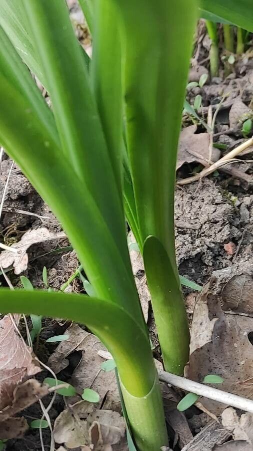 Leucojum pulchellum — search result for 'Denmark'