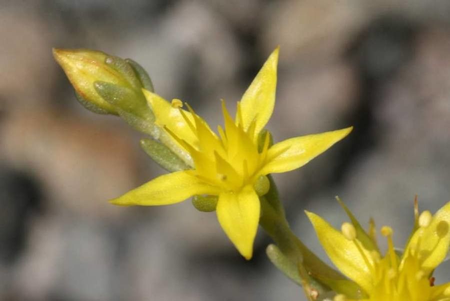 Sedum urvillei flower