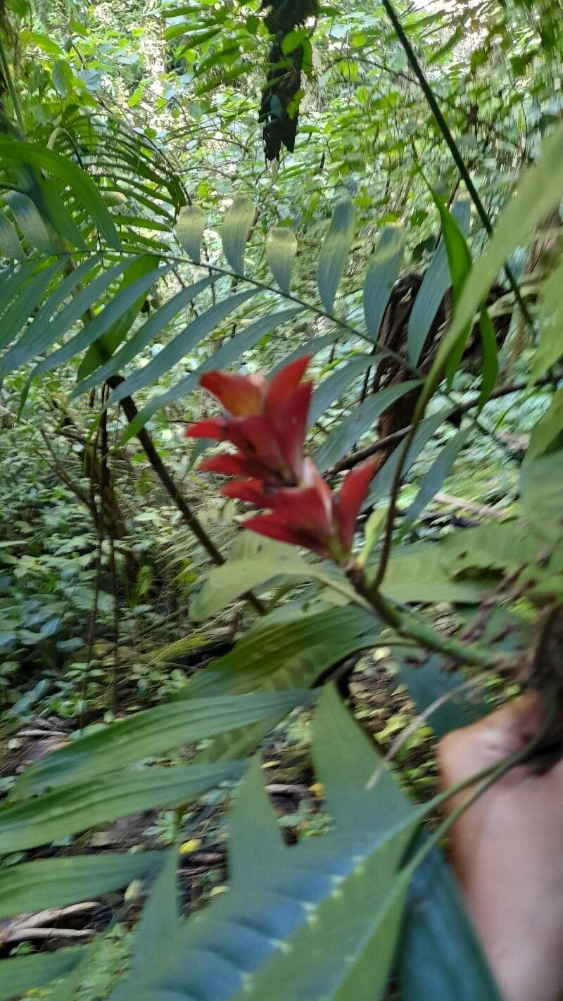 Aphelandra speciosa flower