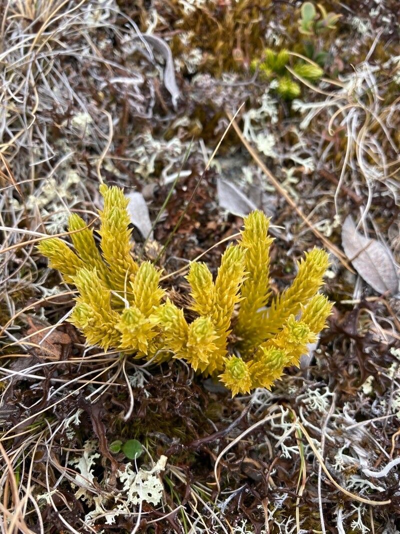 Huperzia selago flower