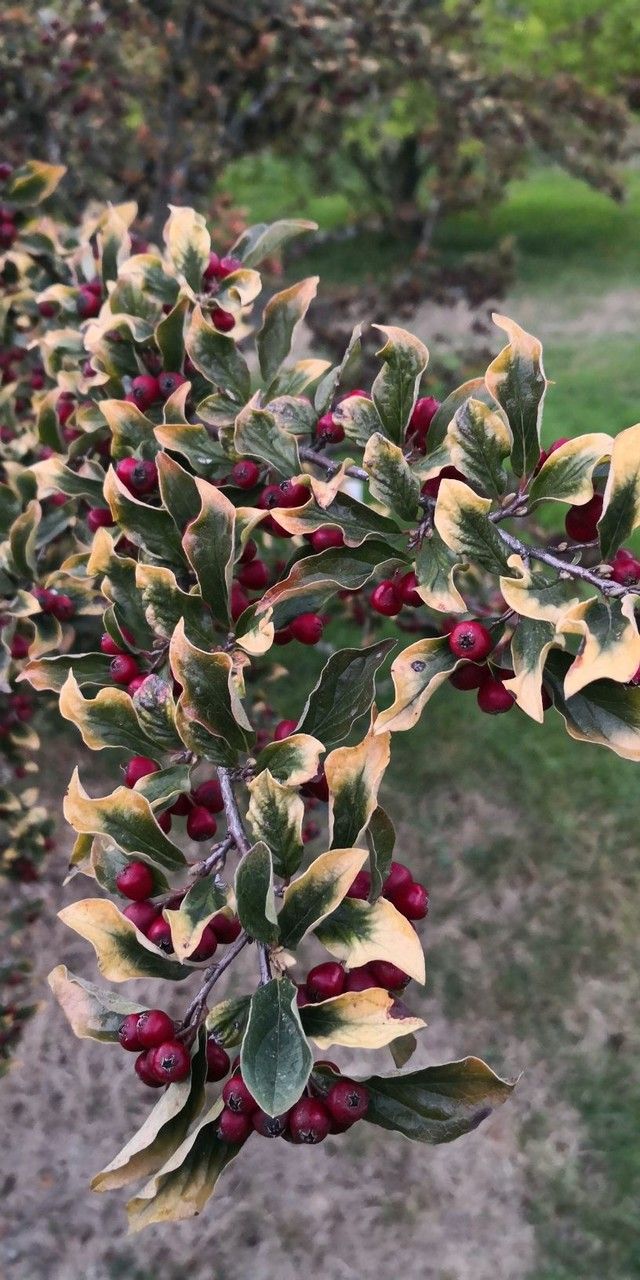 Cotoneaster obscurus leaf