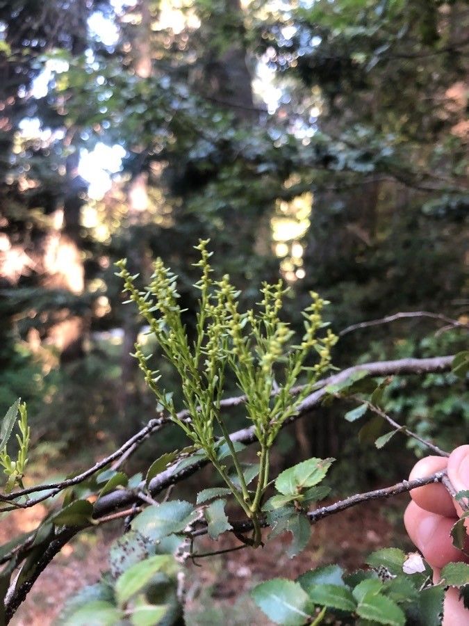 Nothofagus dombeyi flower