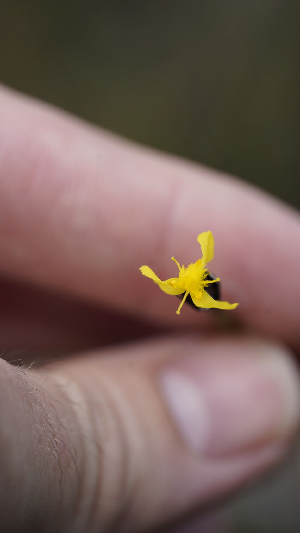 Xyris surinamensis flower