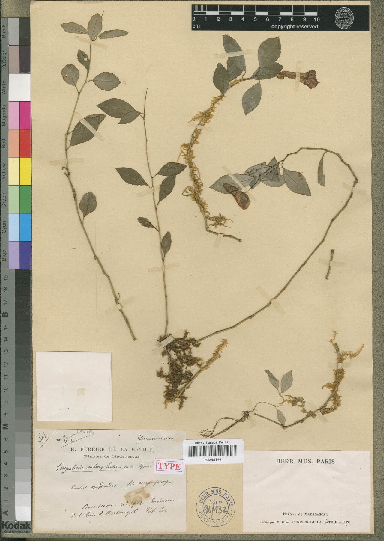 Impatiens antongiliana — houseplant care guide