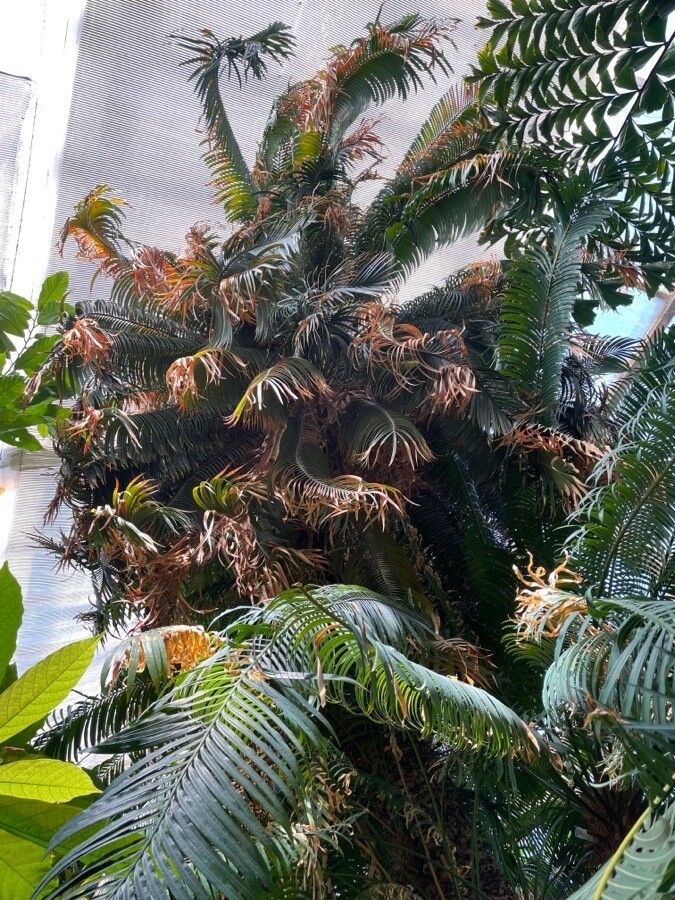 Cycas zeylanica habit