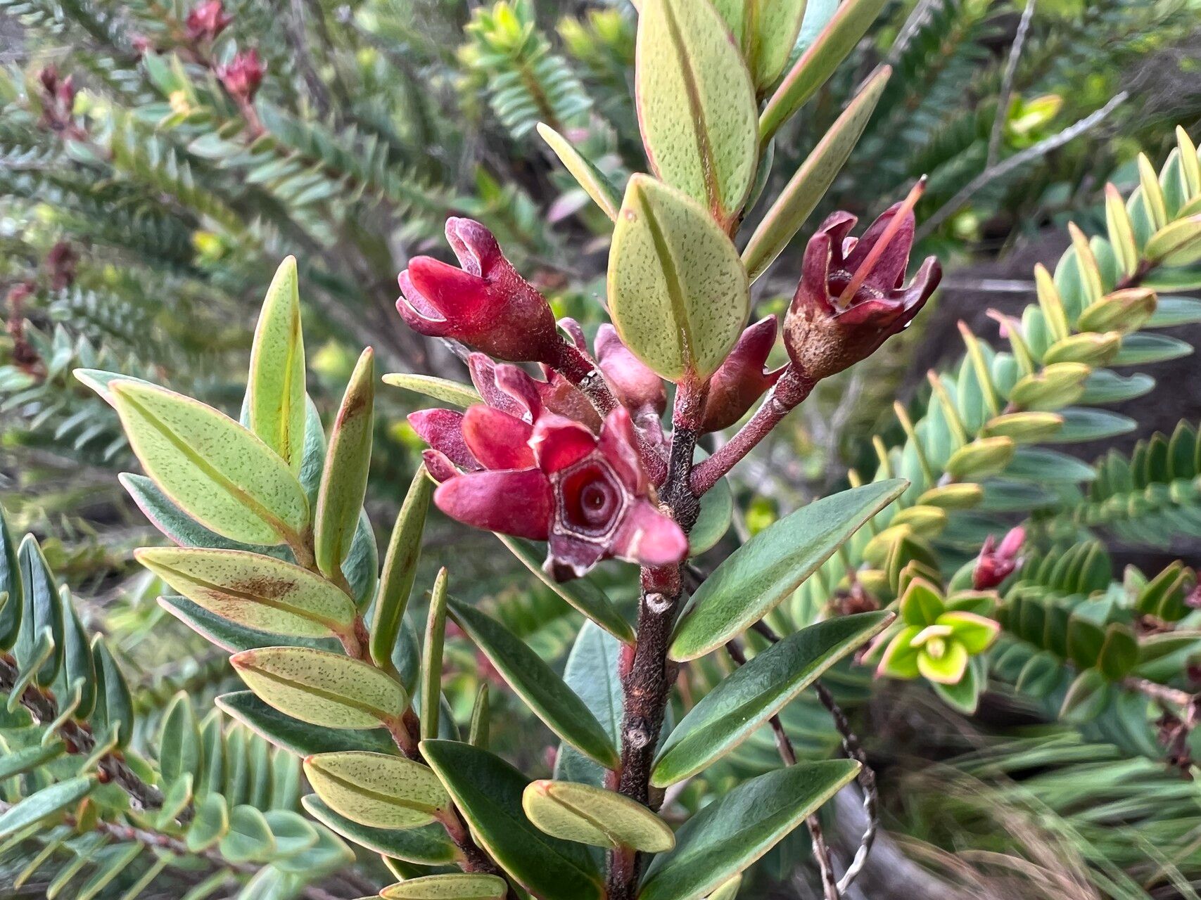 Metrosideros operculata fruit