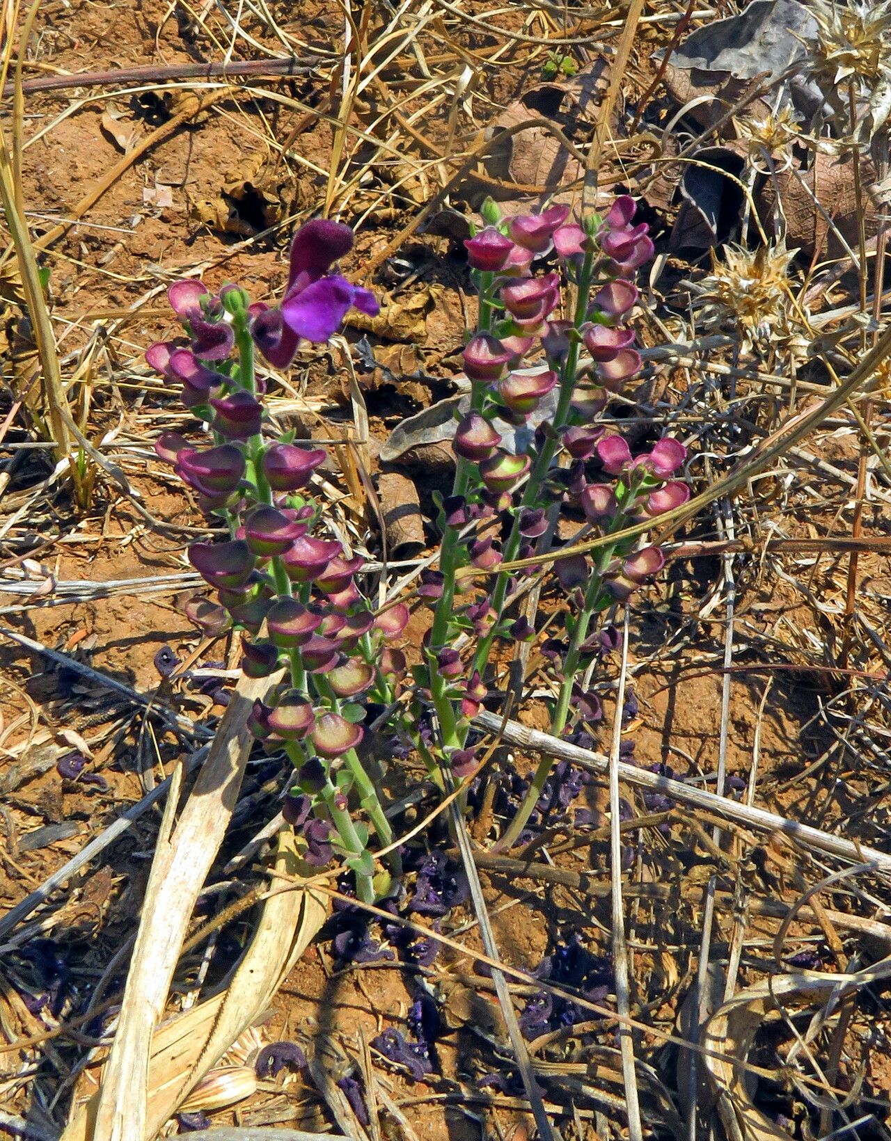 Scutellaria schweinfurthii habit