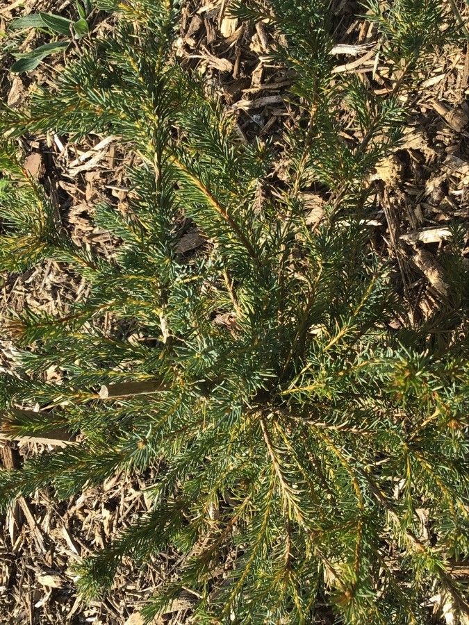 Banksia nutans — search result for 'Banksia'