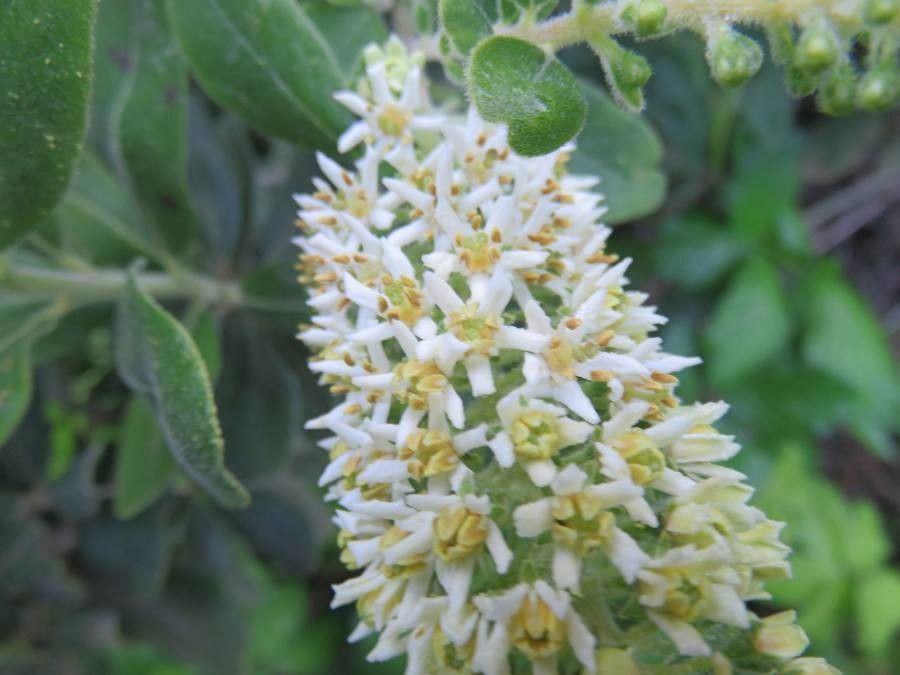 Escallonia pulverulenta flower