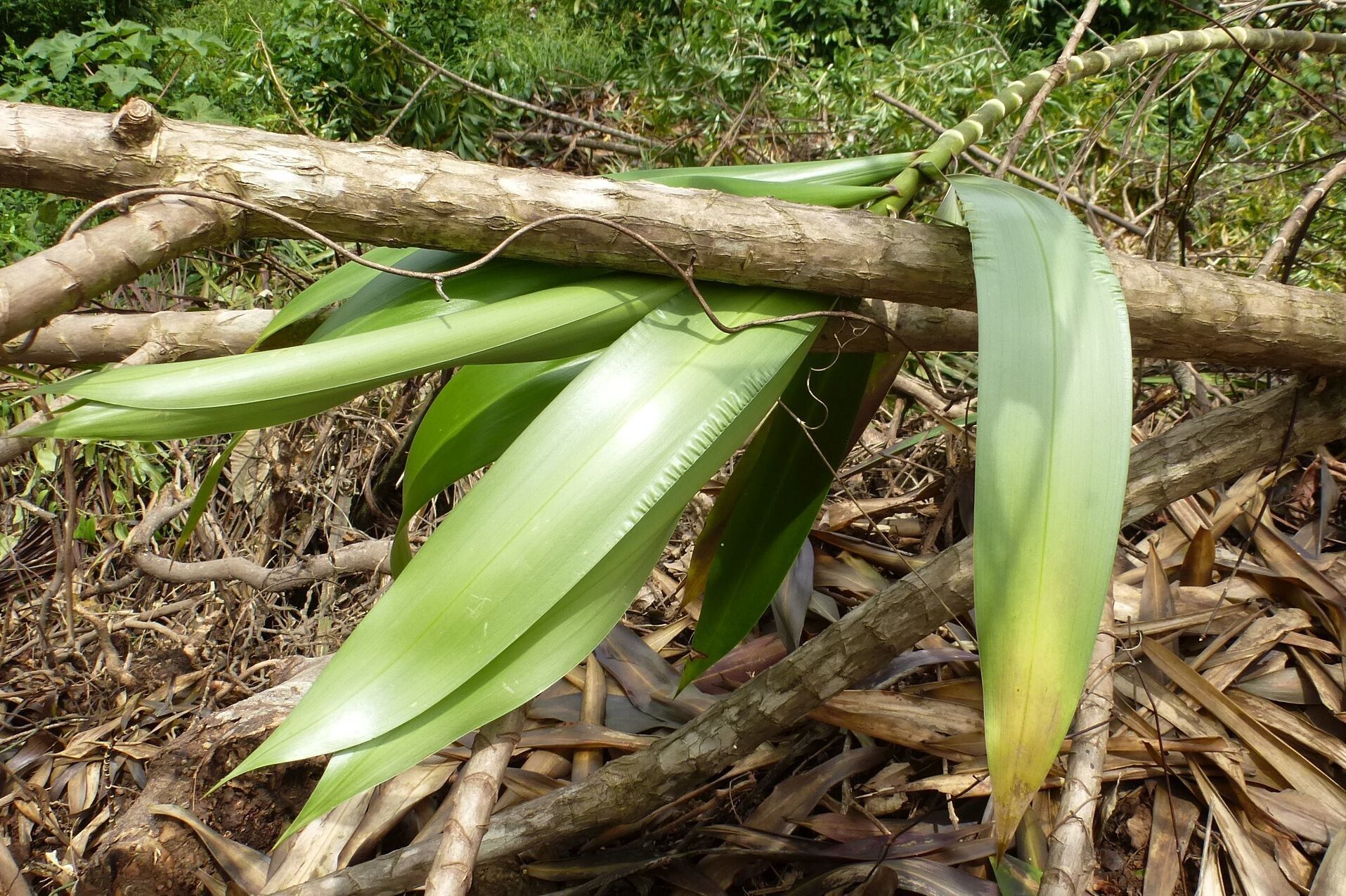 Dracaena perrottetii leaf