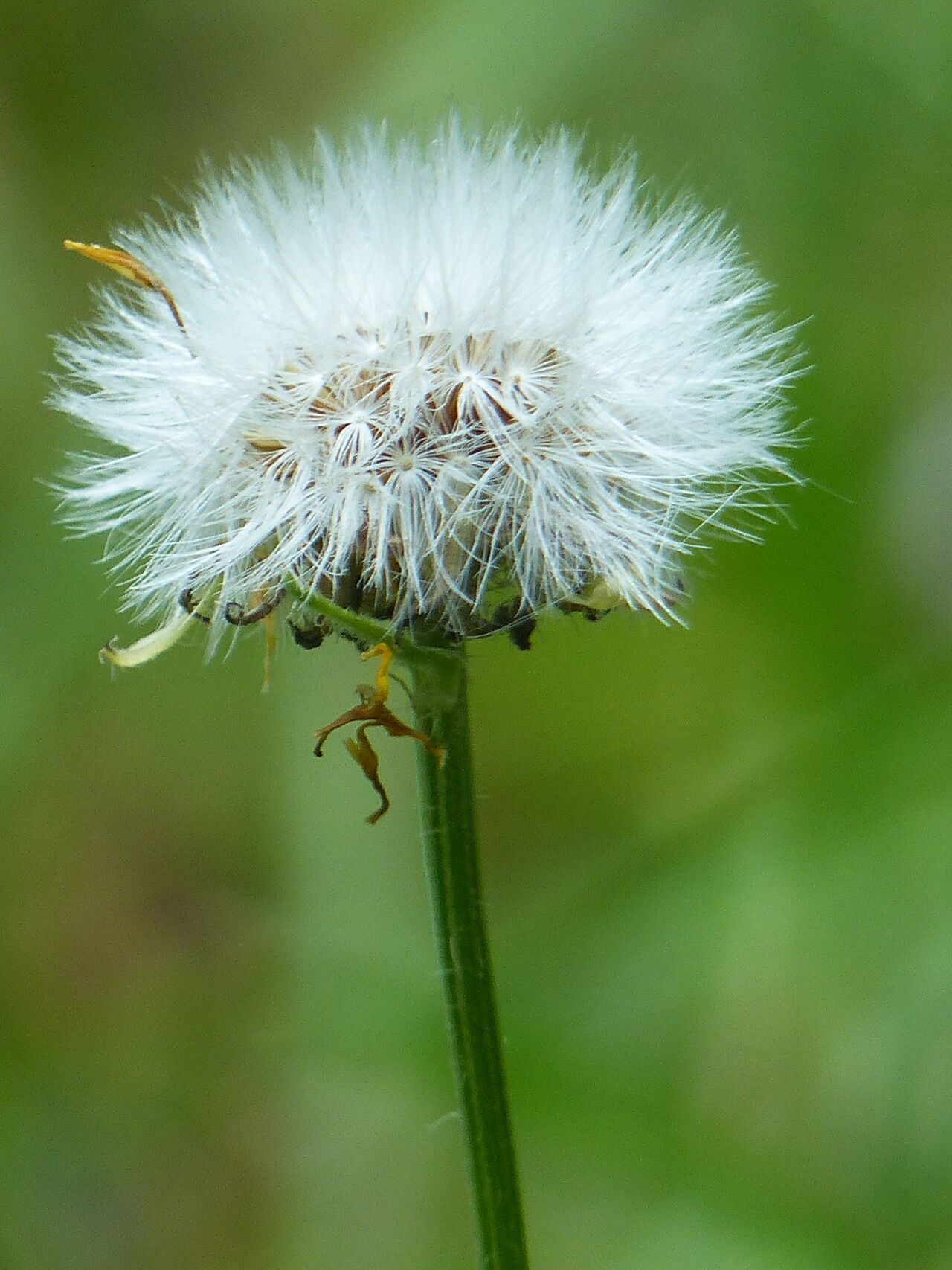 Crepis pyrenaica fruit