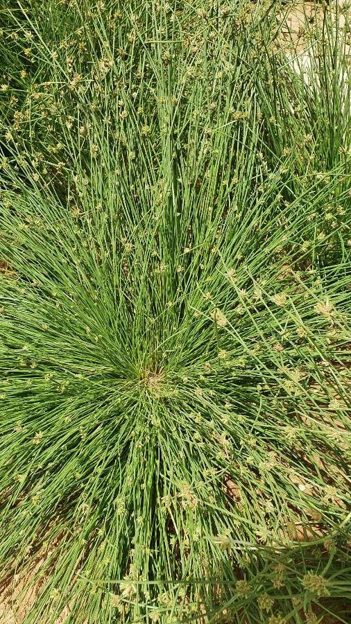 Fimbristylis vahlii flower