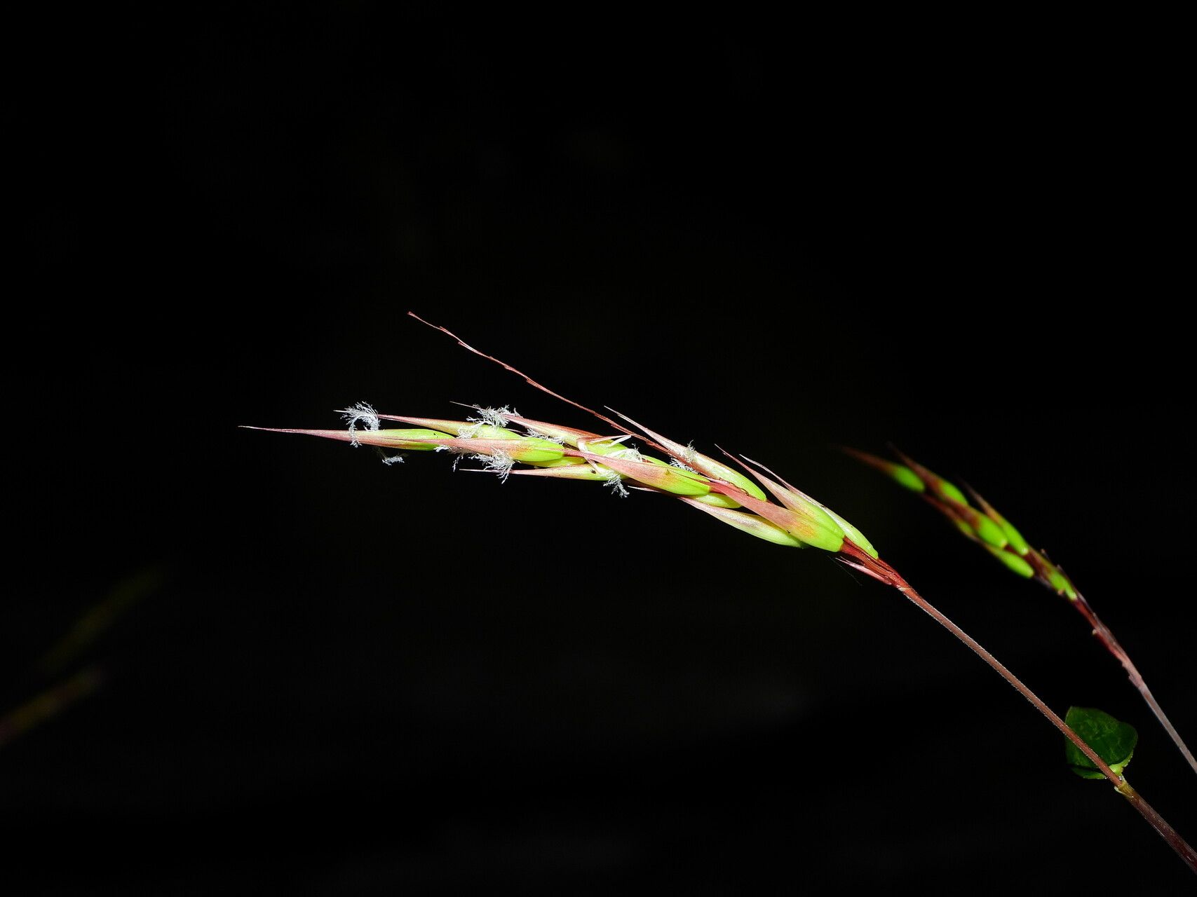 Olyra longifolia — related species from the same genus