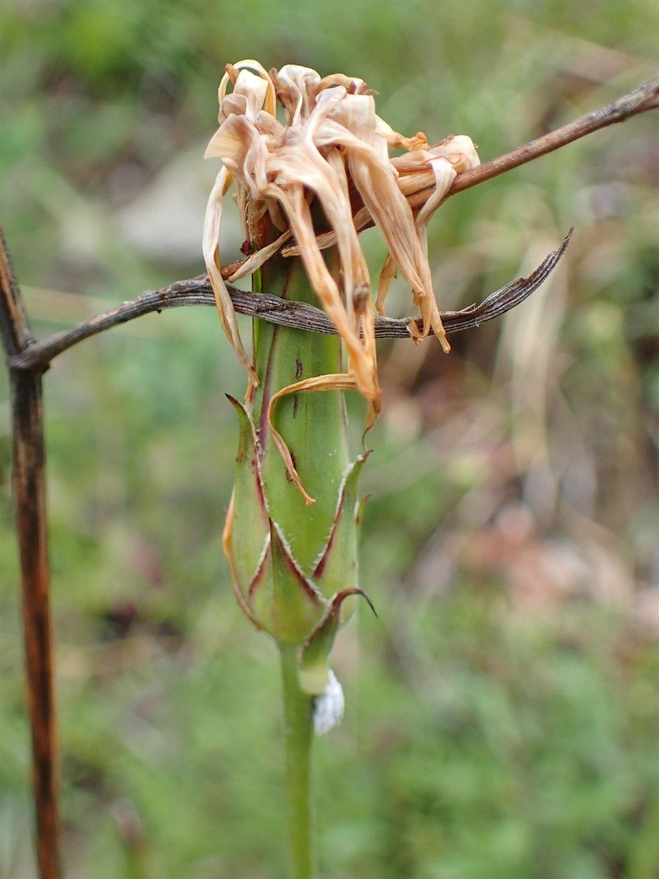 Scorzonera hispanica fruit