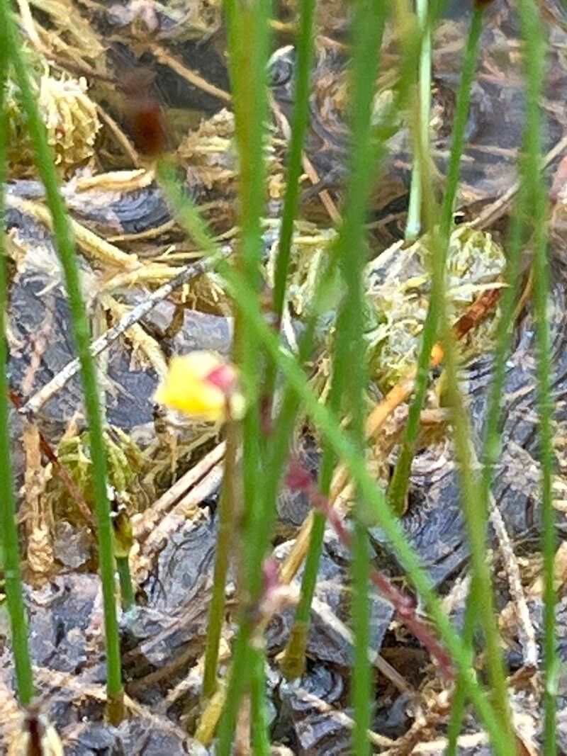 Utricularia minor flower