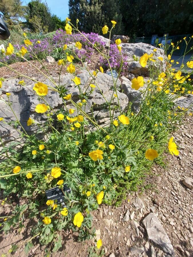 Ranunculus gouanii habit