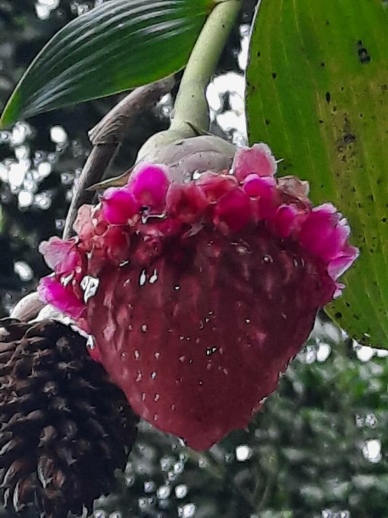 Elleanthus capitatus flower