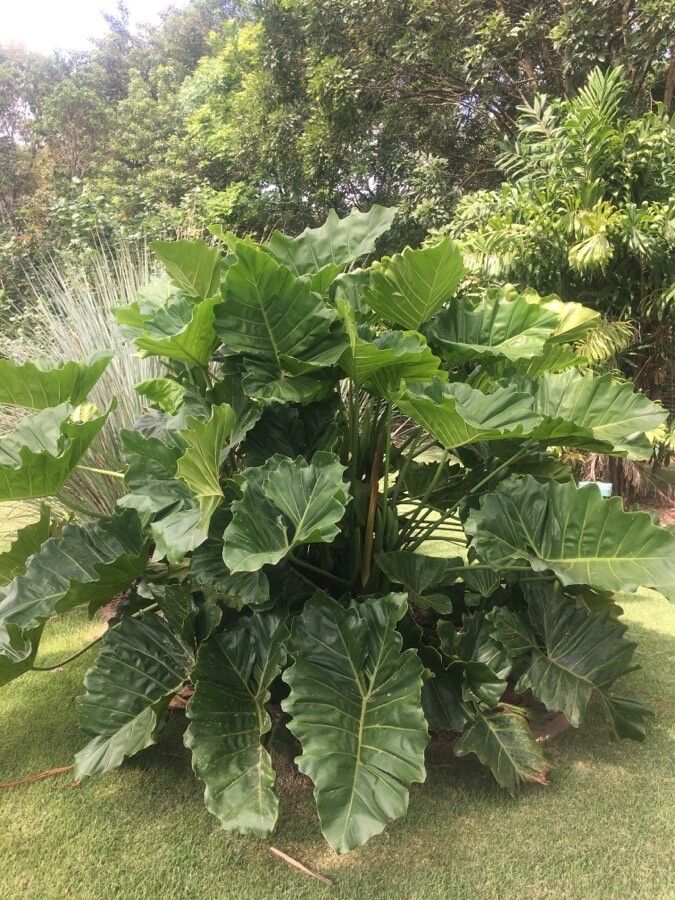 Thaumatophyllum brasiliense habit