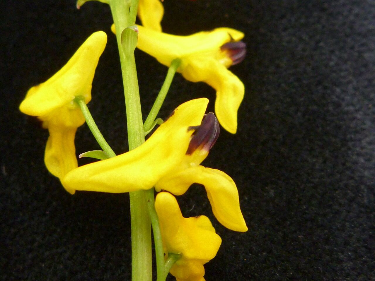 Corydalis juncea habit