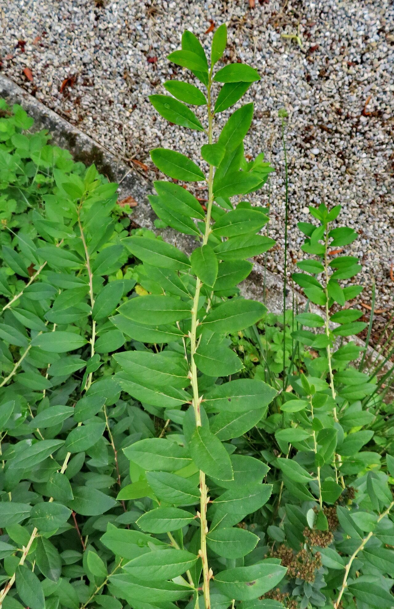 Spiraea trichocarpa — search result for 'Spiraea'