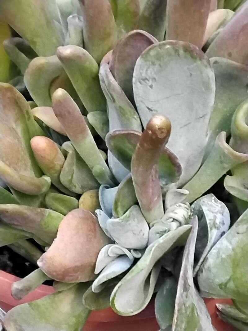 Kalanchoe luciae habit