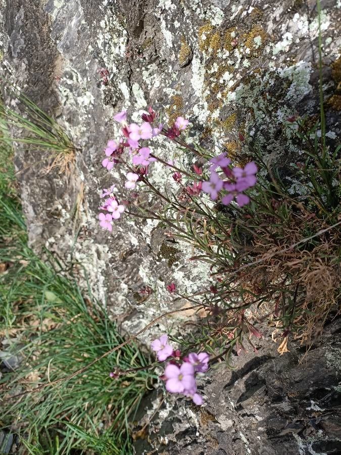 Erysimum popovii flower