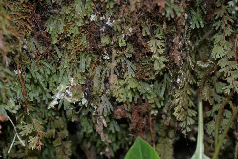 Hymenophyllum digitatum — houseplant care guide