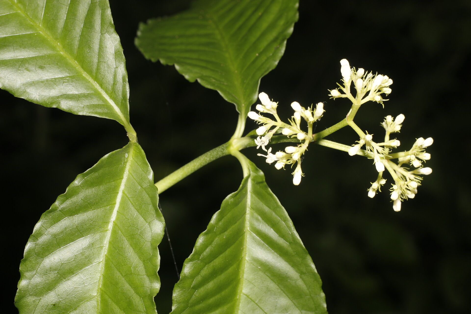 Psychotria horizontalis — pet friendly houseplant