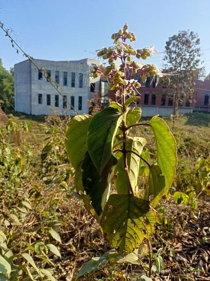 Clerodendrum infortunatum — search result for 'Bangladesh'