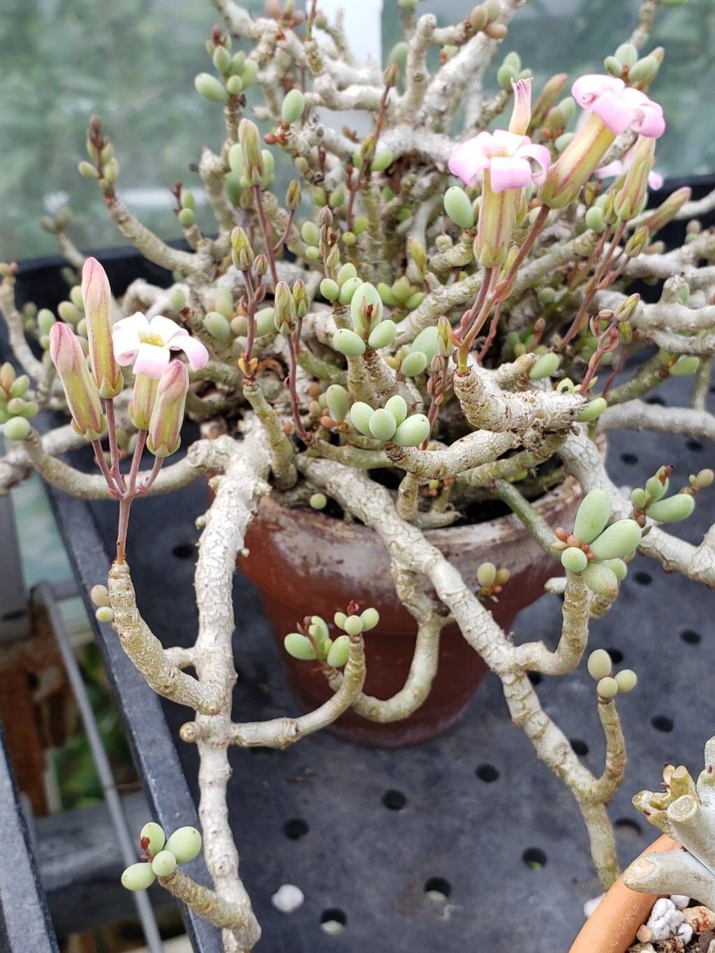 Tylecodon schaeferianus — houseplant care guide