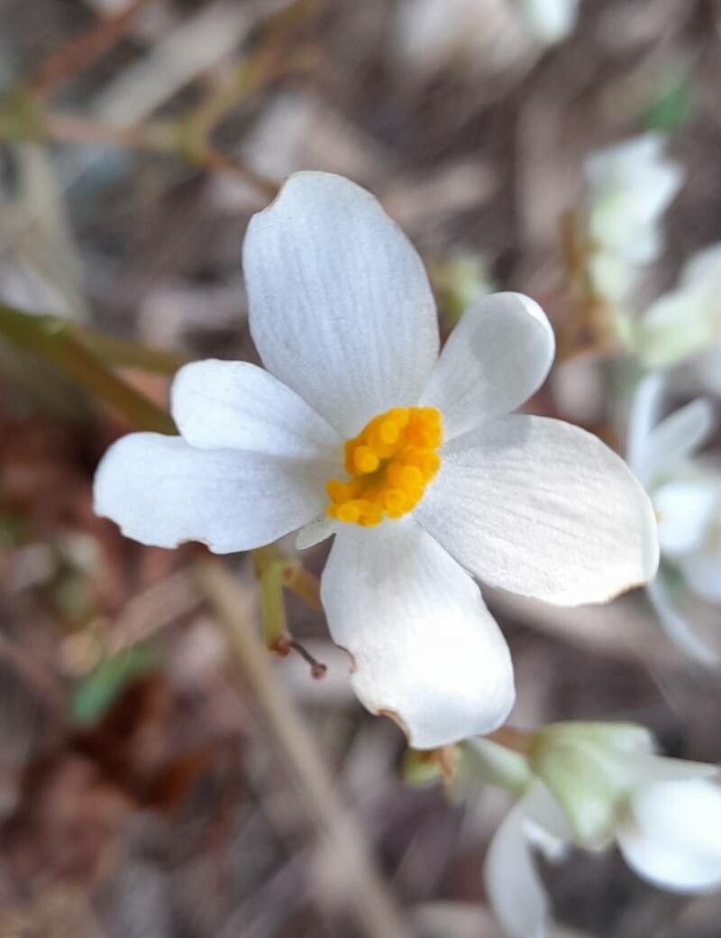 Begonia obliqua flower