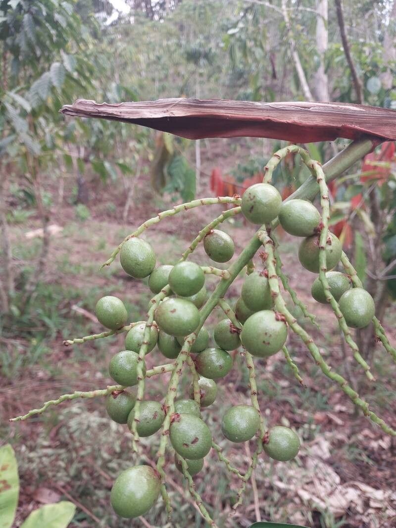 Dypsis ambanjae fruit