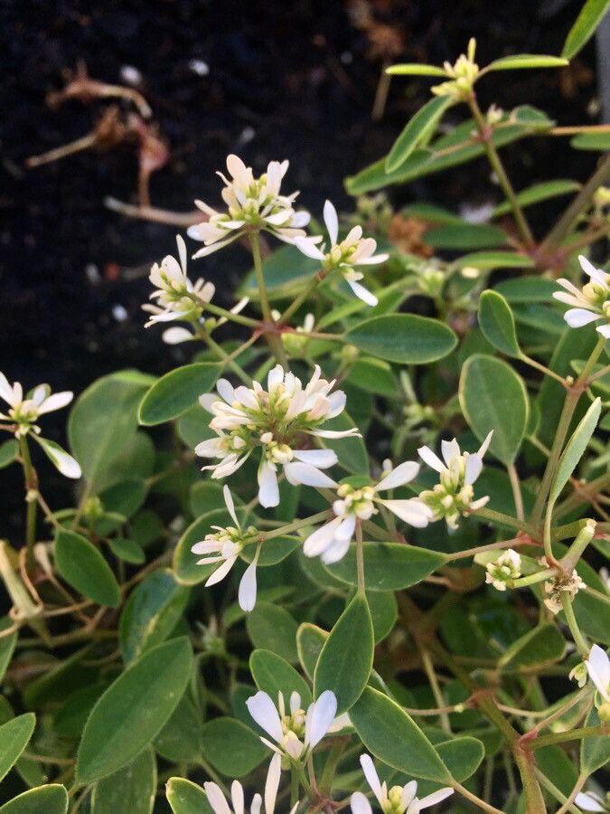 Chamaesyce hypericifolia flower