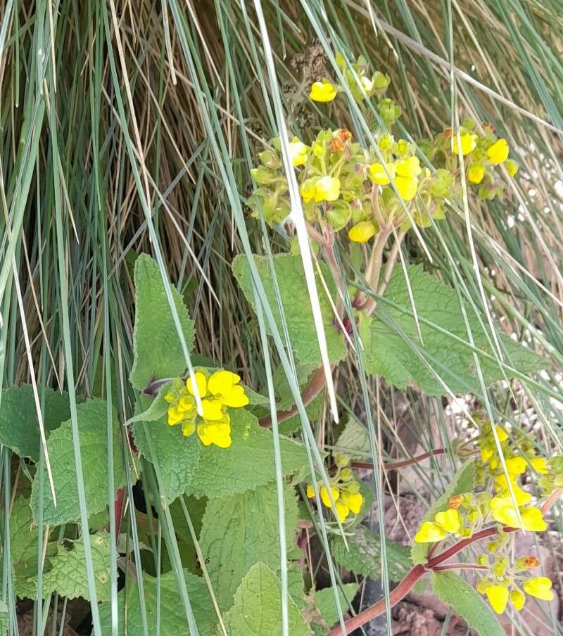 Calceolaria plectranthifolia habit