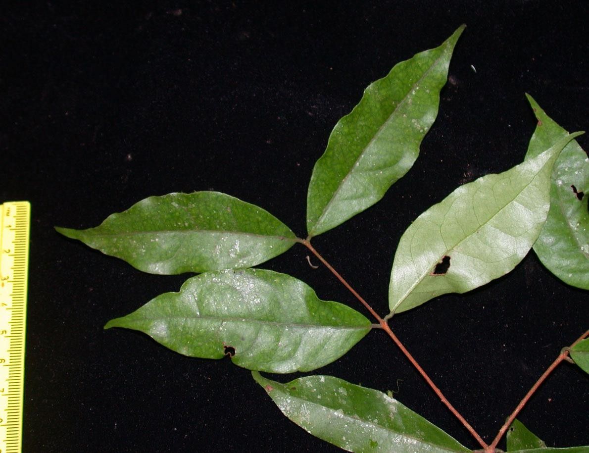 Eugenia selvana other