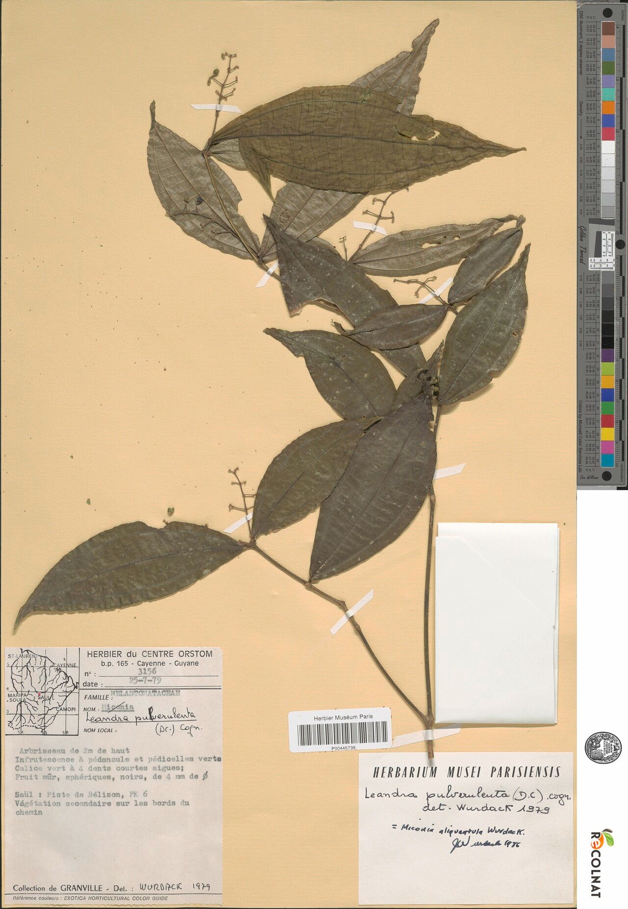 Miconia aliquantula leaf