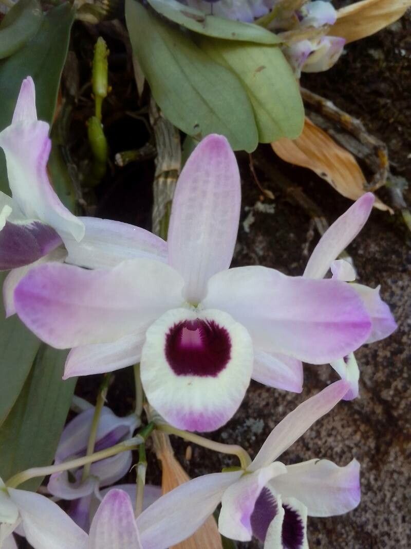 Laelia rubescens flower