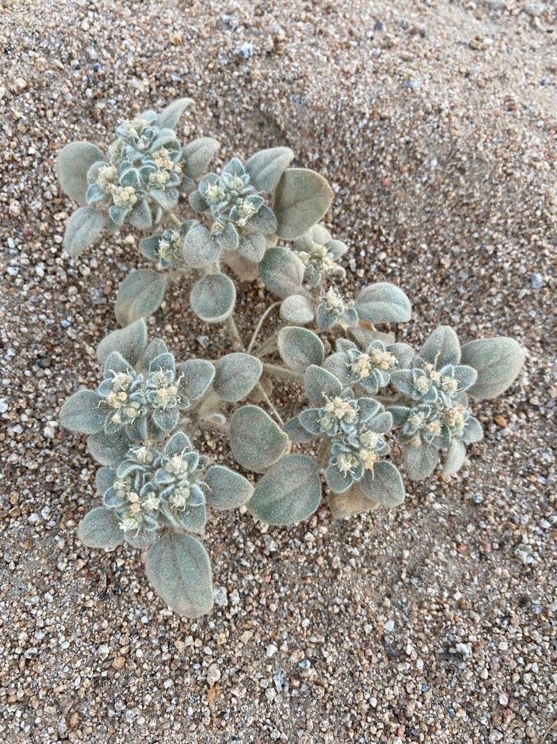 Croton setiger flower