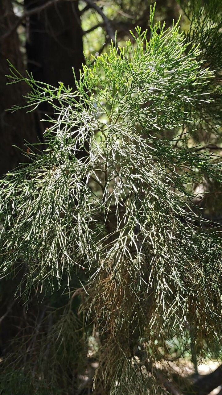 Callitris preissii leaf