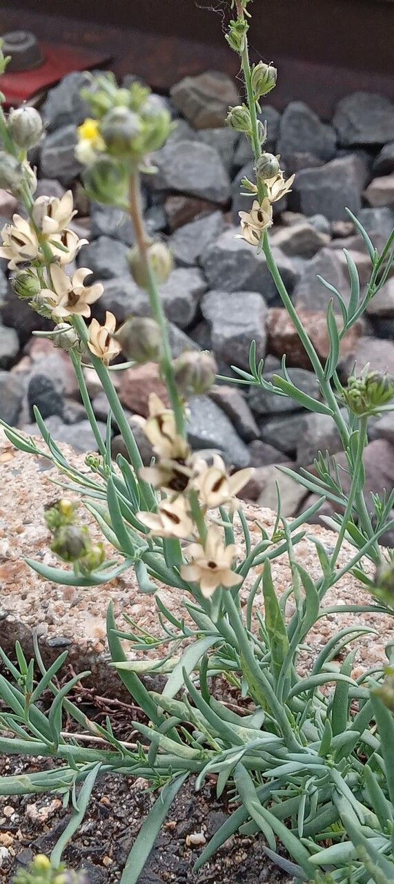 Linaria simplex fruit
