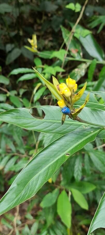 Psychotria aubletiana — houseplant care guide