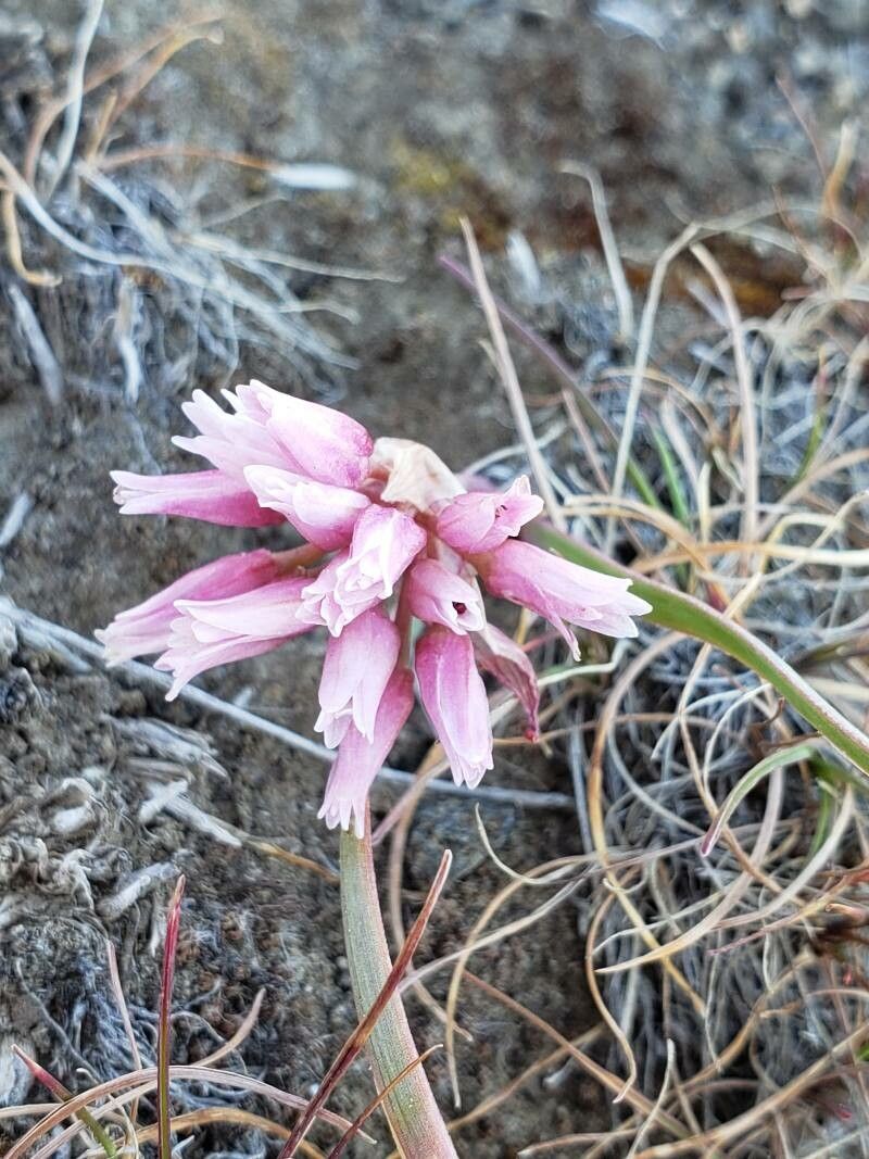 Allium robinsonii flower