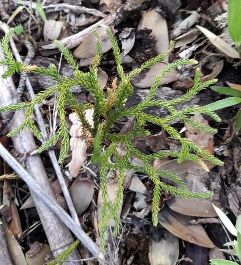 Lycopodium paniculatum habit