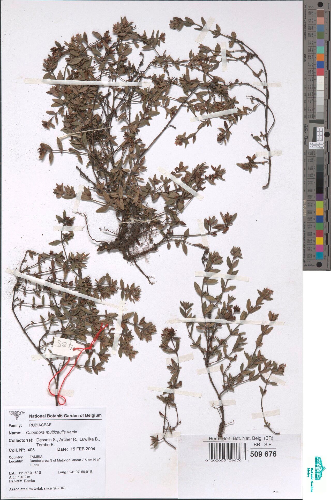 Otiophora multicaulis — related species from the same genus